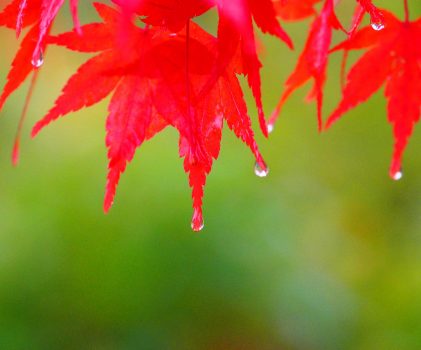 京都の秋の始まりに合わせて動き出せる自分になる！8月9月・京都で体験できる特別無料ワークショップ一覧